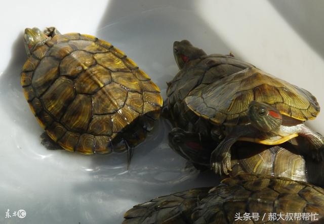 乌龟白眼病怎么治最快，乌龟白眼病怎么治疗简单（墨龟、草龟白眼病治愈经验分享）