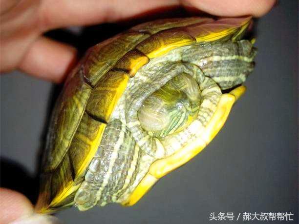 乌龟白眼病怎么治最快，乌龟白眼病怎么治疗简单（墨龟、草龟白眼病治愈经验分享）