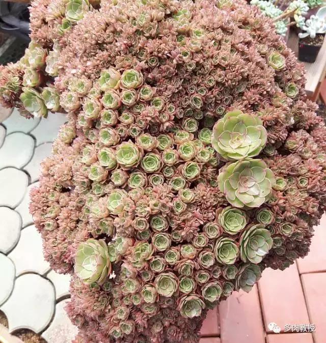 老桩很好看的多肉，几十年难得一遇多肉老桩