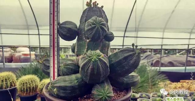 老桩很好看的多肉，几十年难得一遇多肉老桩