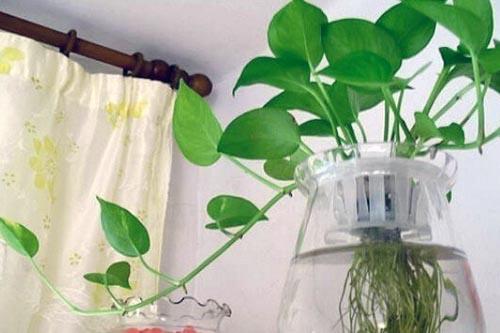 盆栽水培绿植的养殖方法，水养小盆栽如何制作