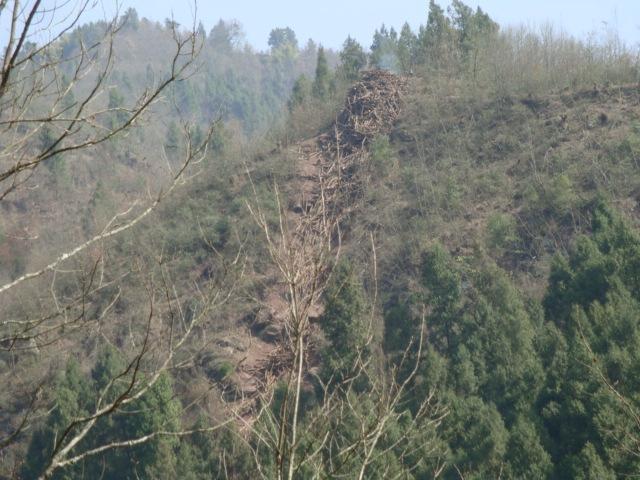 银耳养殖技术，银耳养成记你真的知道银耳是怎样养殖的吗