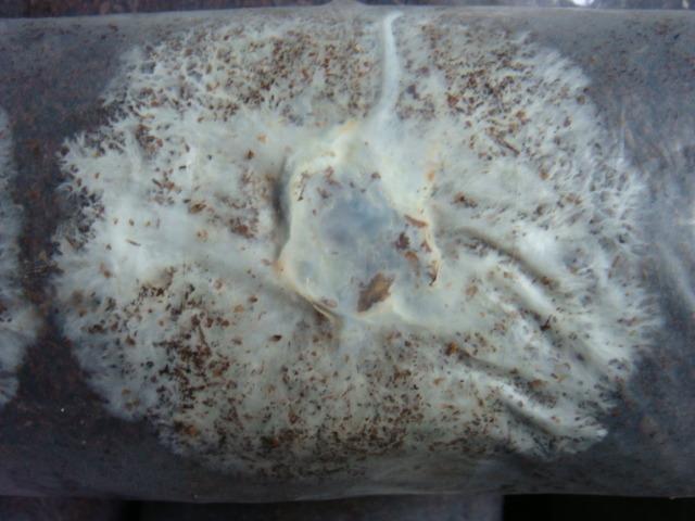 银耳养殖技术，银耳养成记你真的知道银耳是怎样养殖的吗