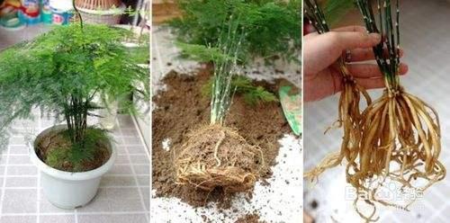 盆栽水培绿植的养殖方法，水养小盆栽如何制作