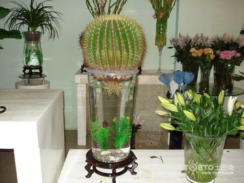 盆栽水培绿植的养殖方法，水养小盆栽如何制作