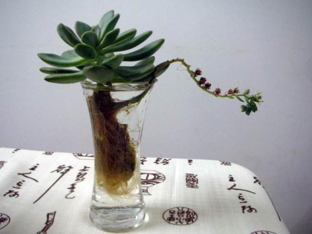 盆栽水培绿植的养殖方法，水养小盆栽如何制作