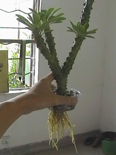 盆栽水培绿植的养殖方法，水养小盆栽如何制作