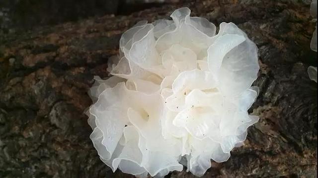 银耳养殖技术，银耳养成记你真的知道银耳是怎样养殖的吗