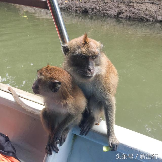 新西兰旅游攻略，新西兰自驾游攻略详细介绍（作为热门旅行地的新西兰有哪些注意事项）