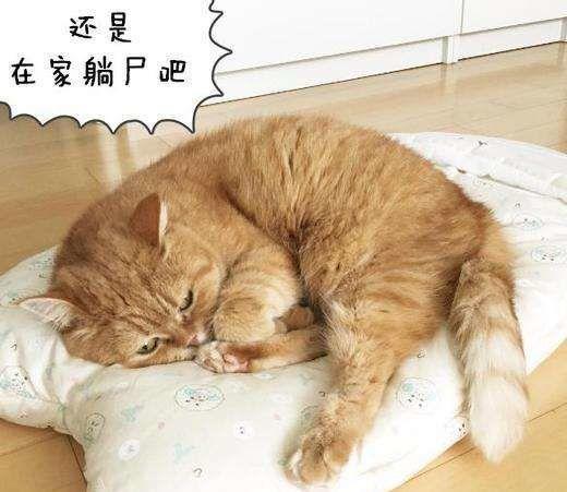 灰白猫肥胖(灰白大猫)