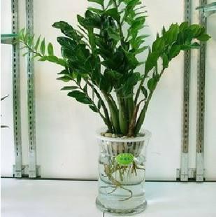 盆栽水培绿植的养殖方法，水养小盆栽如何制作
