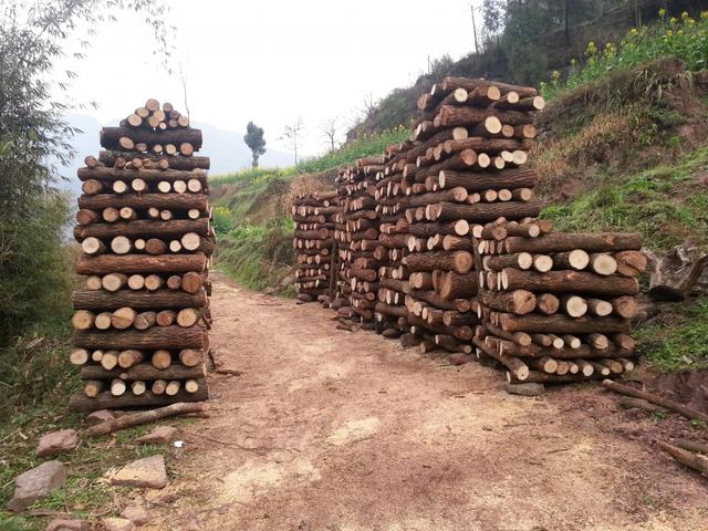 银耳养殖技术，银耳养成记你真的知道银耳是怎样养殖的吗