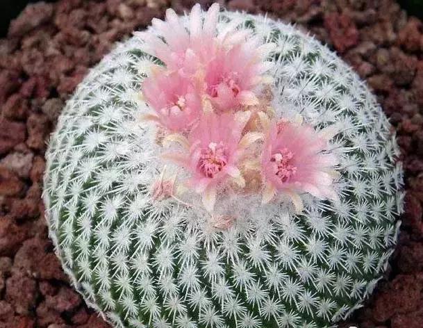 教师节送什么礼物，教师节礼品推荐实用（教师节送老师什么礼物最惊喜）