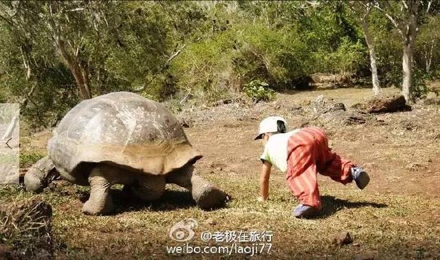 北极熊抓企鹅2，哪里可以参观北极熊（企鹅和北极熊为什么不能够生活在一起）