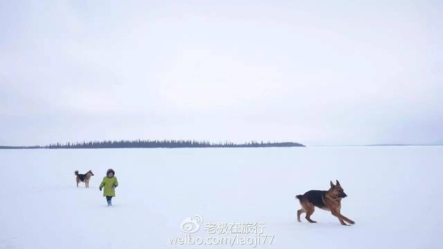 北极熊抓企鹅2，哪里可以参观北极熊（企鹅和北极熊为什么不能够生活在一起）