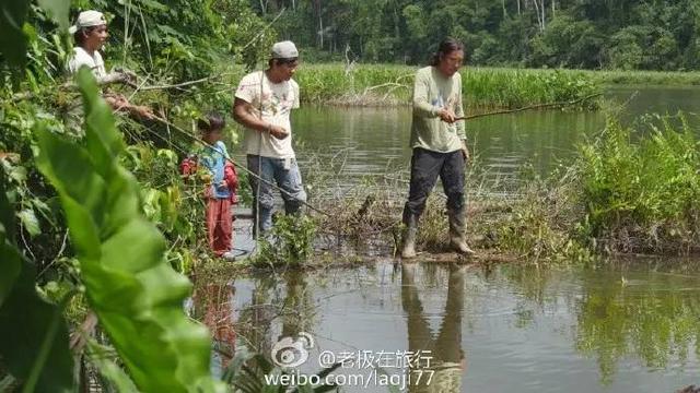 北极熊抓企鹅2，哪里可以参观北极熊（企鹅和北极熊为什么不能够生活在一起）