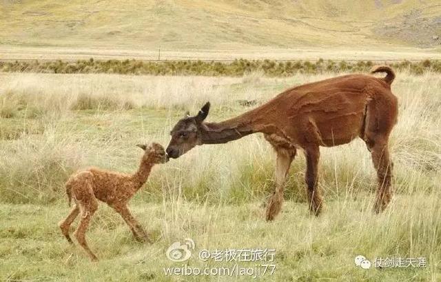 北极熊抓企鹅2，哪里可以参观北极熊（企鹅和北极熊为什么不能够生活在一起）