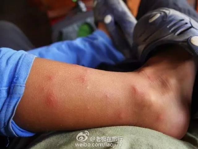 北极熊抓企鹅2，哪里可以参观北极熊（企鹅和北极熊为什么不能够生活在一起）