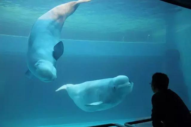 包头周边最好玩的地方有哪些景点，包头人不得不去的几个地方