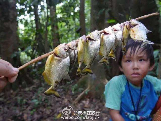 北极熊抓企鹅2，哪里可以参观北极熊（企鹅和北极熊为什么不能够生活在一起）