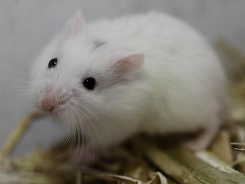 仓鼠最喜欢吃什么，仓鼠最喜欢吃什么食物（能吃的种类在这里了）