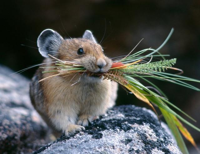 仓鼠最喜欢吃什么，仓鼠最喜欢吃什么食物（能吃的种类在这里了）