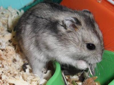 仓鼠最喜欢吃什么，仓鼠最喜欢吃什么食物（能吃的种类在这里了）