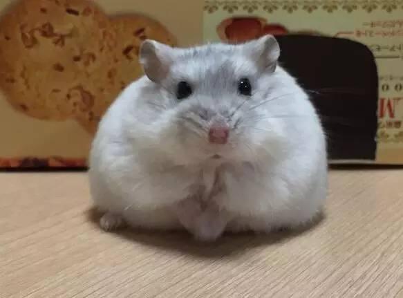 仓鼠最喜欢吃什么，仓鼠最喜欢吃什么食物（能吃的种类在这里了）