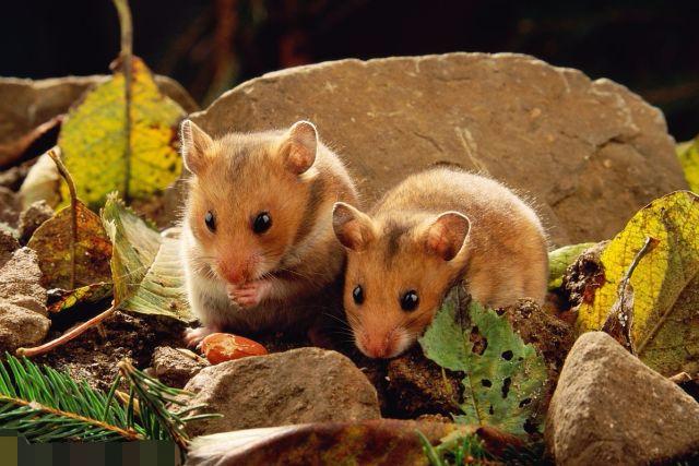 仓鼠最喜欢吃什么，仓鼠最喜欢吃什么食物（能吃的种类在这里了）