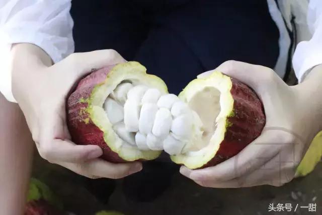 纯可可脂和代可可脂的区别，6种面包不要随便买