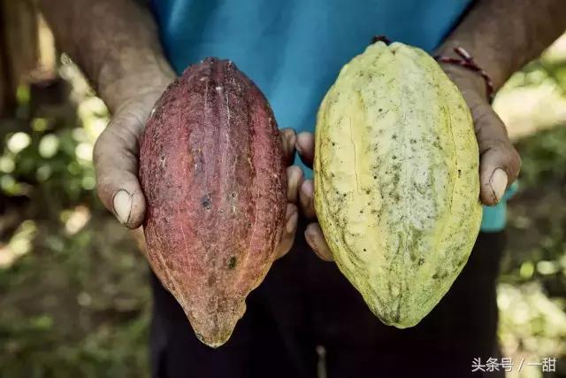 纯可可脂和代可可脂的区别，6种面包不要随便买