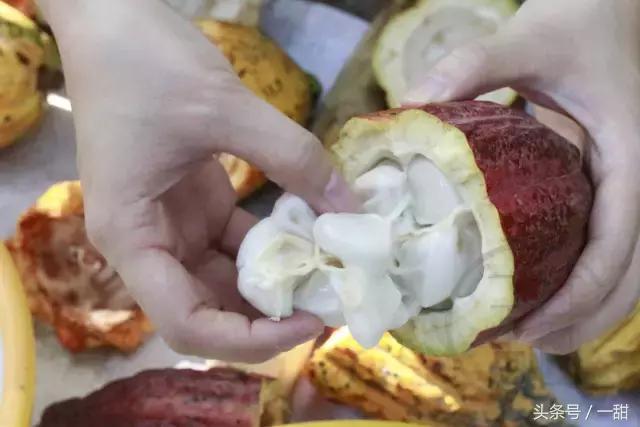 纯可可脂和代可可脂的区别，6种面包不要随便买