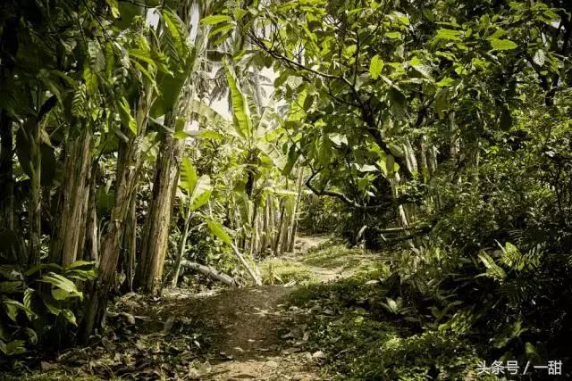 纯可可脂和代可可脂的区别，6种面包不要随便买