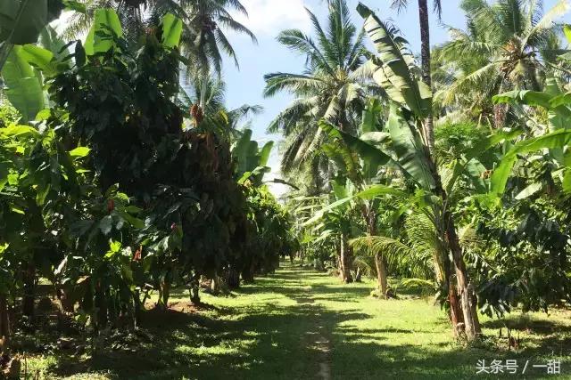 纯可可脂和代可可脂的区别，6种面包不要随便买