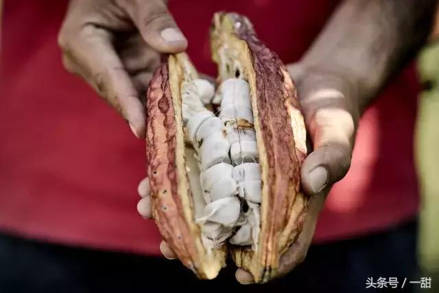 纯可可脂和代可可脂的区别，6种面包不要随便买