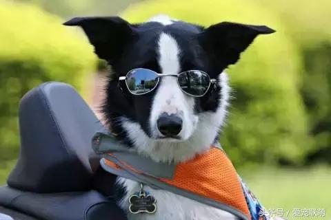 如何正确饲养边境牧羊犬，教你怎么饲养边境牧羊犬