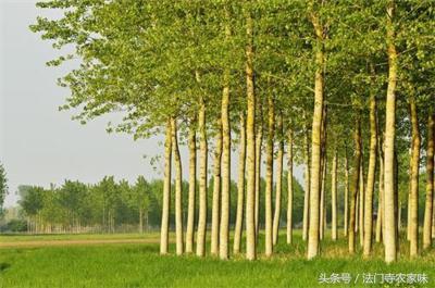 为什么竹子可以藏鬼，农村人所说的树中五鬼