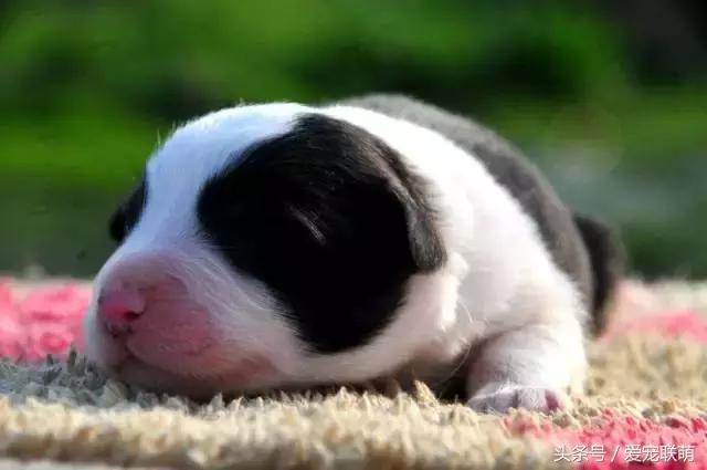 如何正确饲养边境牧羊犬，教你怎么饲养边境牧羊犬