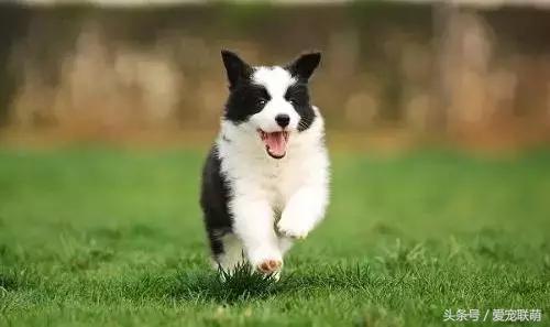 如何正确饲养边境牧羊犬，教你怎么饲养边境牧羊犬