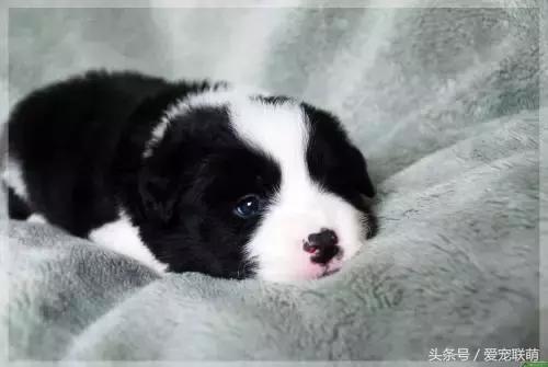 如何正确饲养边境牧羊犬，教你怎么饲养边境牧羊犬