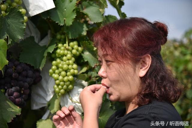 户太八号亩产，户太八号上市了
