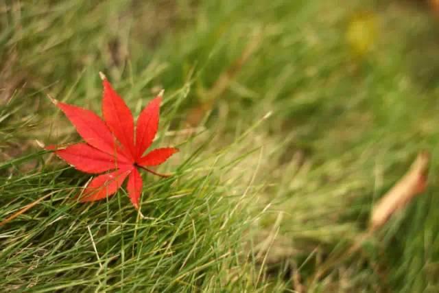 晚安美图170920：这个秋天，谁是你这个季节的回忆
