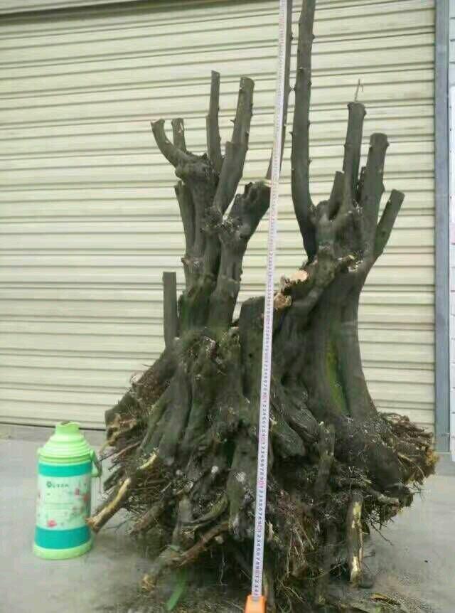 金弹子盆景简单介绍，被捧上神坛的“金弹子”盆景