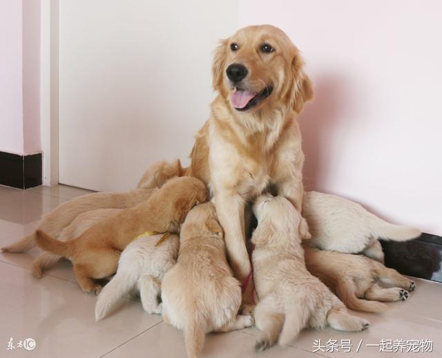 金毛犬一般可以长到多大，金毛犬一年繁殖几次