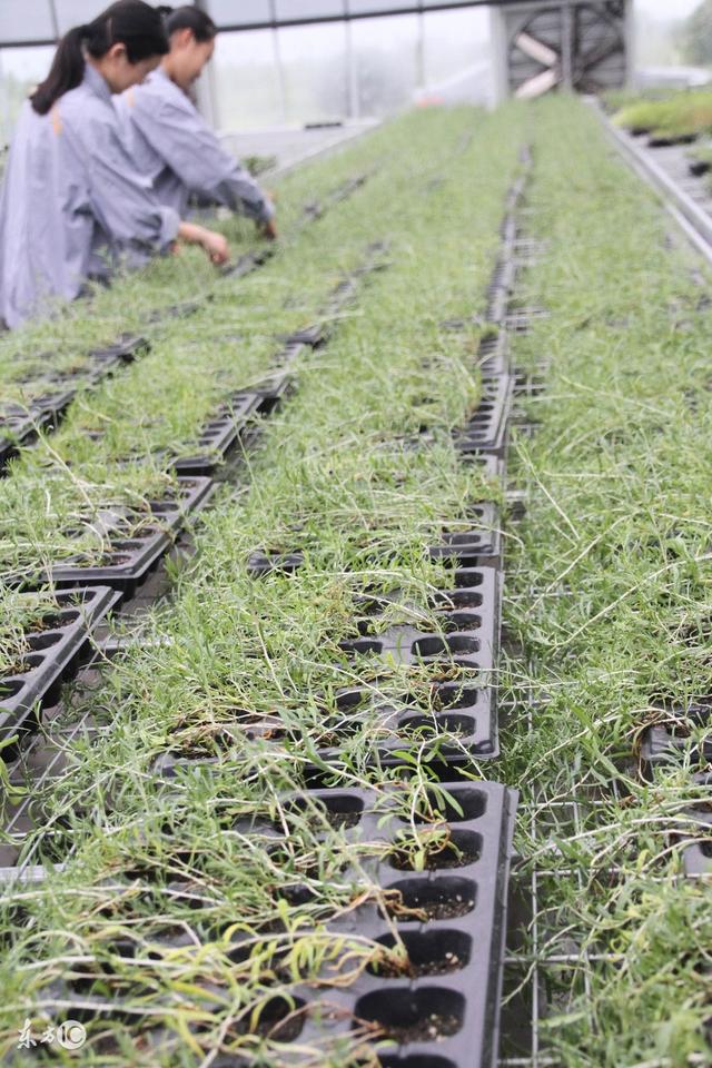 黑枸杞能生吃吗，黑枸杞的食用方法与禁忌