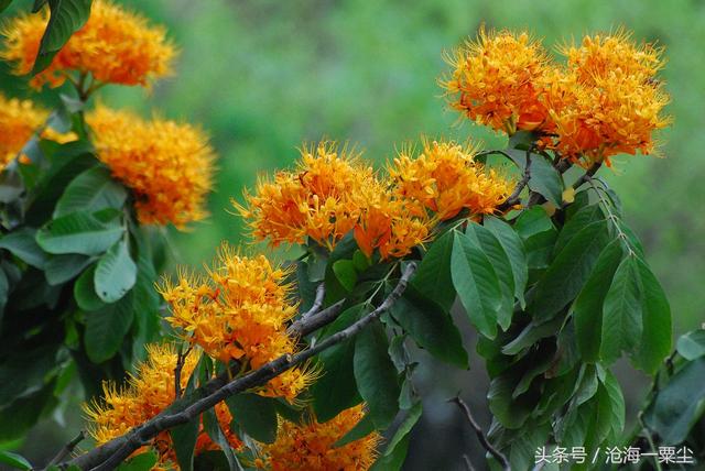 鹧鸪天绿草香，鹧鸪天依米花无忧花