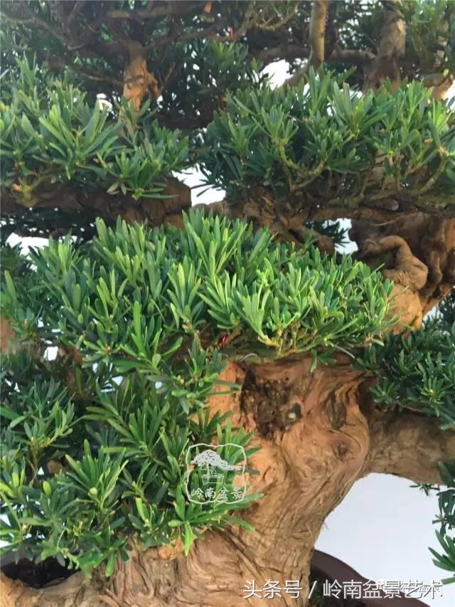 罗汉松盆景欣赏精品，海岛罗汉松——我的红颜知己