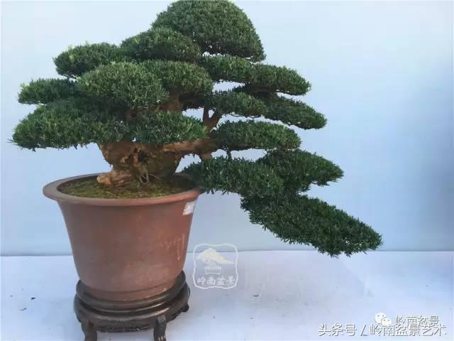 罗汉松盆景欣赏精品，海岛罗汉松——我的红颜知己