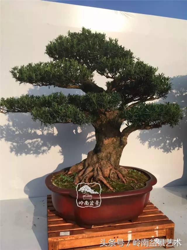 罗汉松盆景欣赏精品，海岛罗汉松——我的红颜知己