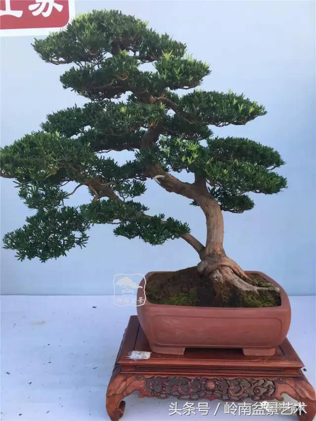 罗汉松盆景欣赏精品，海岛罗汉松——我的红颜知己